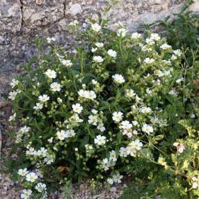 Cistus x nigricans