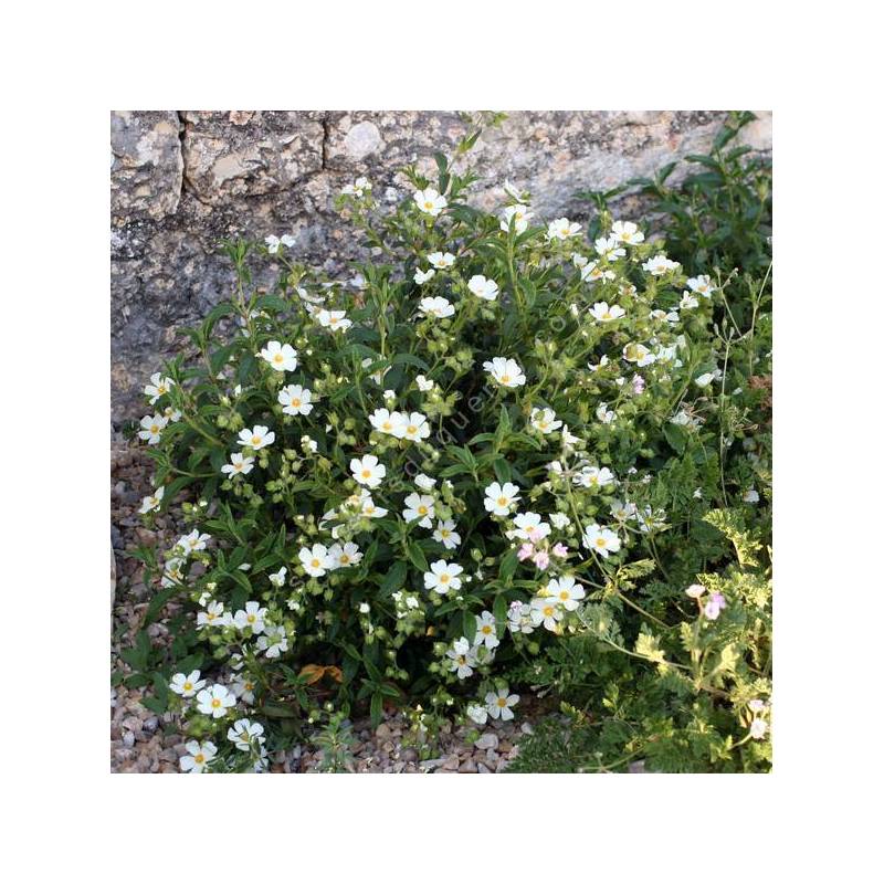 Cistus x nigricans