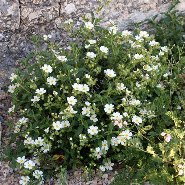 Cistus x nigricans