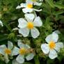 Cistus x canescens f. albus - Ciste