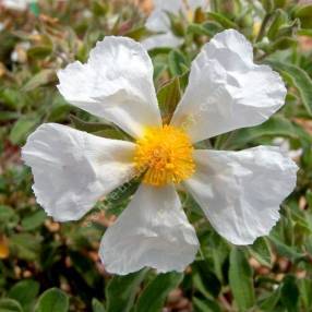 Cistus x canescens f. albus - Ciste