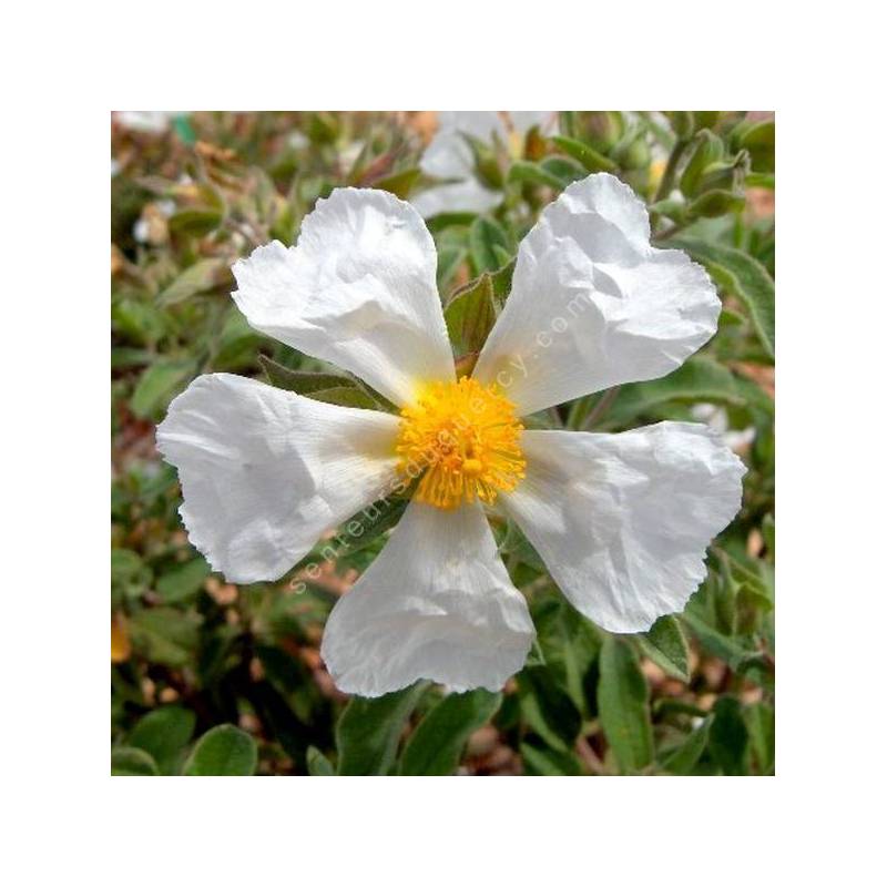 Cistus x canescens f. albus - Ciste