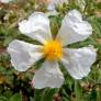 Cistus x canescens f. albus - Ciste