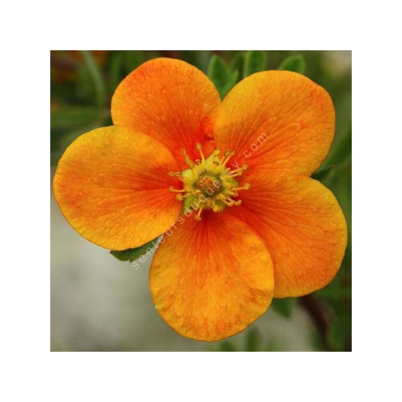 Potentilla fruticosa 'Hopley's Orange' - Potentille arbustive à fleur orange