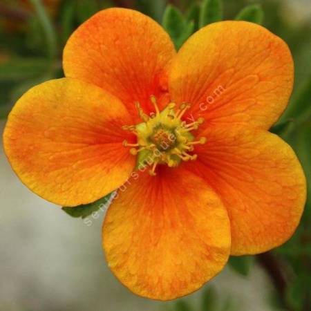 Potentilla fruticosa 'Hopley's Orange' - Potentille arbustive à fleur orange