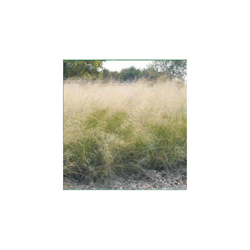 Eragrostis elliottii, Herbe bleue d'amour