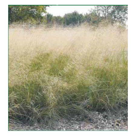 Eragrostis elliottii, Herbe bleue d'amour