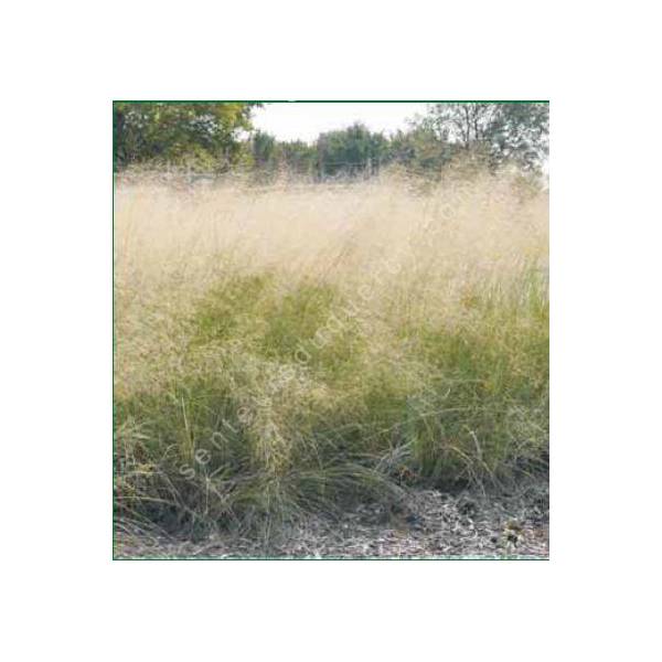 Eragrostis elliottii, Herbe bleue d'amour