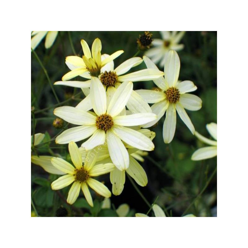 Coreopsis verticillata 'Moonbean' - Oeuil de jeune fille jaune clair