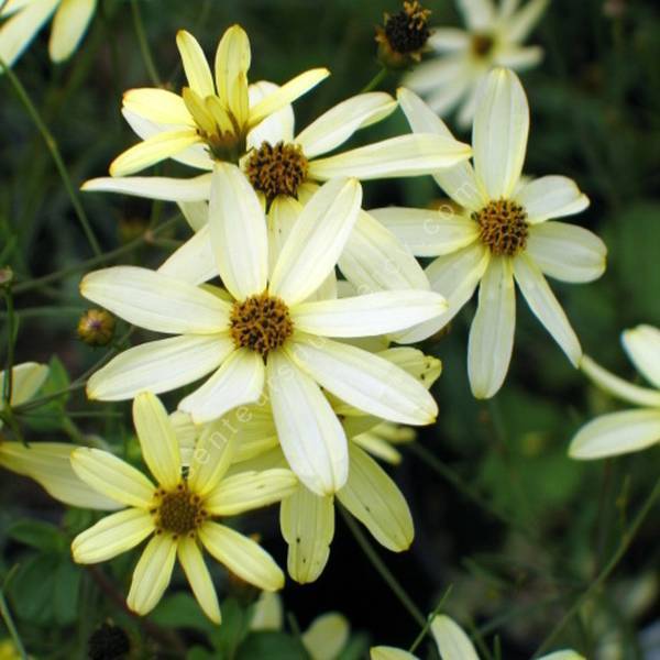 Coreopsis verticillata 'Moonbean' - Oeuil de jeune fille jaune clair Coreopsis verticillata 'Moonbean' - Oeuil de jeune fille jaune clair
