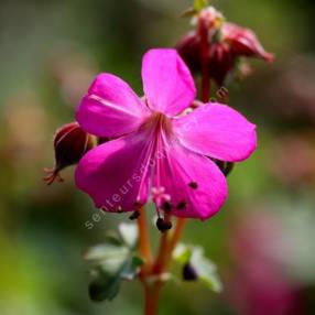 Geranium x cantabrigiense 'Crystal Rose' - Géranium vivace