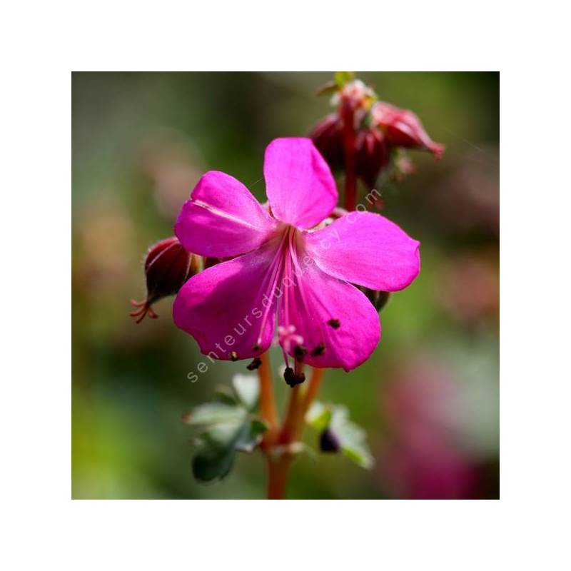 Geranium x cantabrigiense 'Crystal Rose' - Géranium vivace