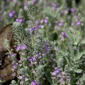 Veronica polifolia - Véronique grisâtre