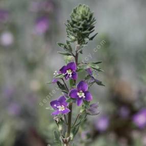 Veronica polifolia - Véronique grisâtre