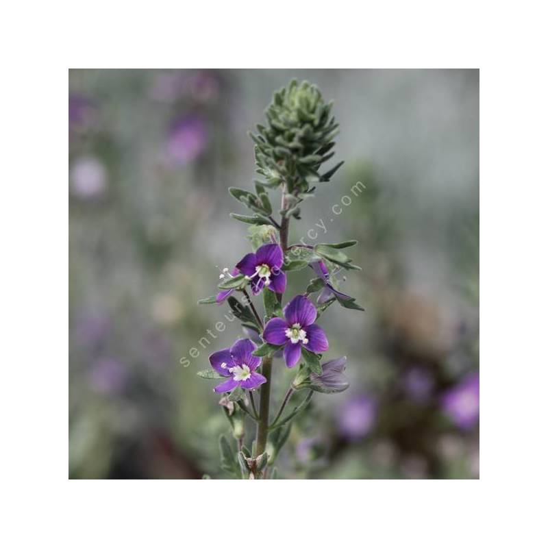 Veronica polifolia - Véronique grisâtre