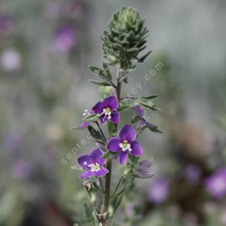 Veronica polifolia - Véronique grisâtre