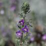 Veronica polifolia - Véronique grisâtre