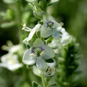 Veronica macrostachya subsp. sorgerae – Bozkir Turkey 2019