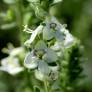 Veronica macrostachya subsp. sorgerae – Bozkir Turkey 2019
