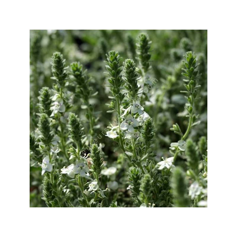 Veronica macrostachya subsp. sorgerae – Bozkir Turkey 2019