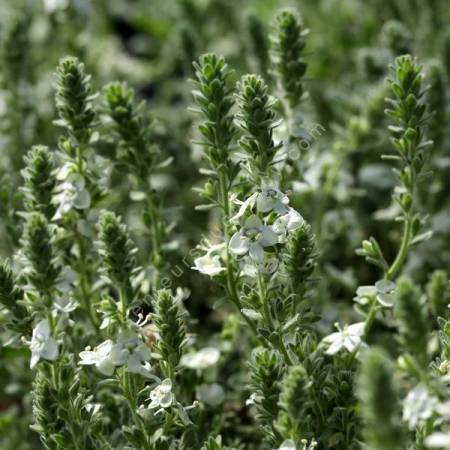 Veronica macrostachya subsp. sorgerae – Bozkir Turkey 2019