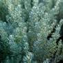 Helichrysum microphyllum - Immortelle à petite feuille