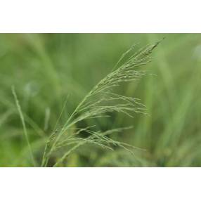 Eragrostis elliottii, Herbe bleue d'amour