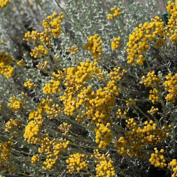 Helichrysum microphyllum - Immortelle à petite feuille Helichrysum microphyllum - Immortelle à petite feuille