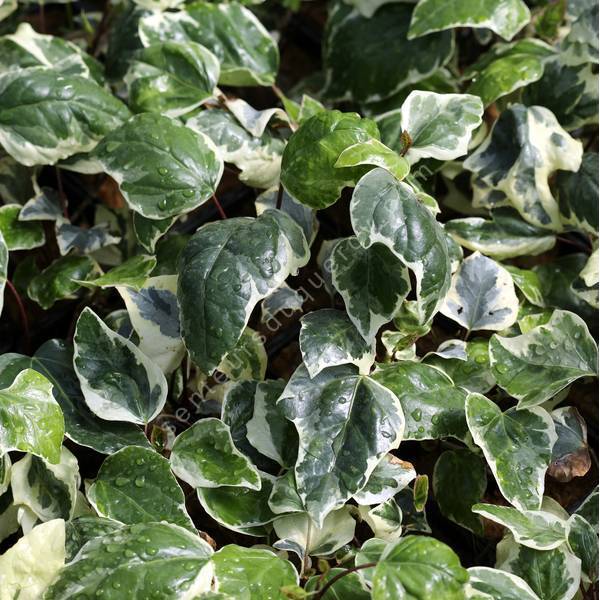 Hedera algeriensis 'Gloire de Marengo' - Lierre panaché