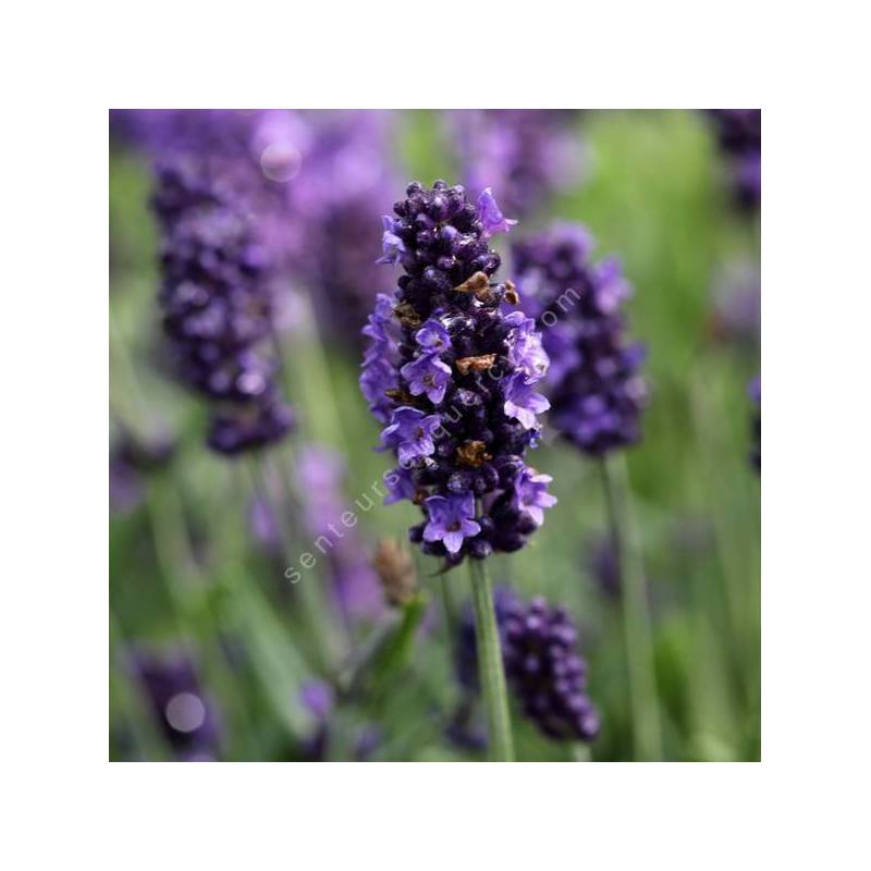 Lavandula angustifolia 'Senteur Bleue' - Lavande compacte