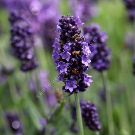 Lavandula angustifolia 'Senteur Bleue' - Lavande compacte