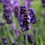 Lavandula angustifolia 'Senteur Bleue' - Lavande compacte