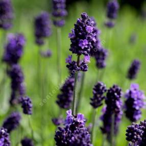 Lavandula angustifolia 'Senteur Bleue' - Lavande compacte