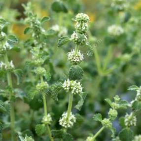 Marrubium vulgare - Marrube blanc