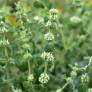 Marrubium vulgare - Marrube blanc