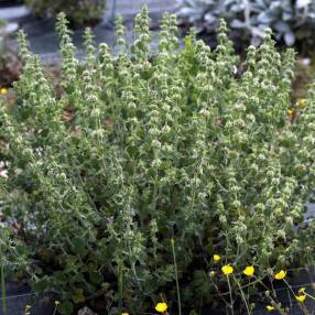 Marrubium vulgare - Marrube blanc