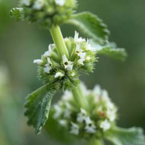 Marrubium vulgare - Marrube blanc