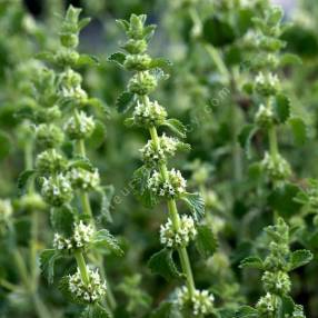 Marrubium vulgare - Marrube blanc