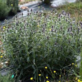 Stachys cretica - Épiaire de Crête