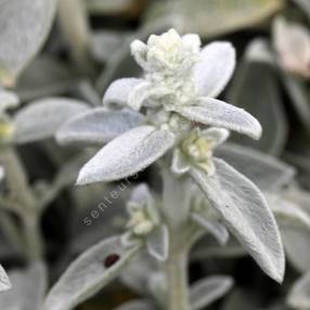 Stachys byzantina 'Sheila Mc Queen' - Épiaire laineux