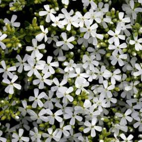 saponnaire à fleur blanche - Saponaria ocymoides 'Snow Tip'