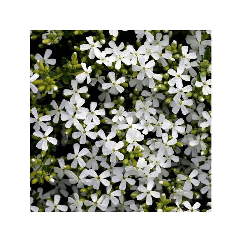 Saponaria ocymoides 'Snow Tip' - Saponaire à fleur blanche