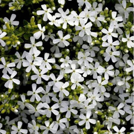 Saponaria ocymoides 'Snow Tip' - Saponaire à fleur blanche