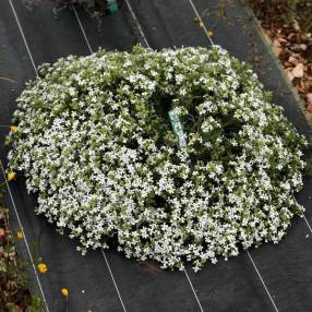 saponnaire à fleur blanche - Saponaria ocymoides 'Snow Tip'