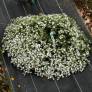Saponaria ocymoides 'Snow Tip' - Saponaire à fleur blanche