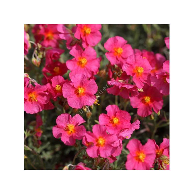 Helianthemum  'Ben Hope' - Hélianthème bicolor