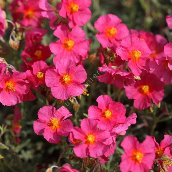 Hélianthème vivace à fleurs rose-rouge - Helianthemum 'Ben Hope'