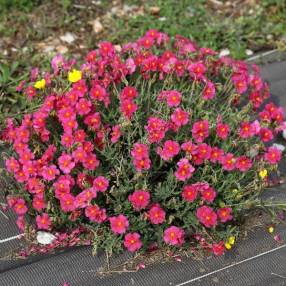 Helianthemum  'Ben Hope' - Hélianthème bicolor