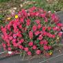 Helianthemum  'Ben Hope' - Hélianthème bicolor