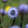 Globularia velutina - globulaire